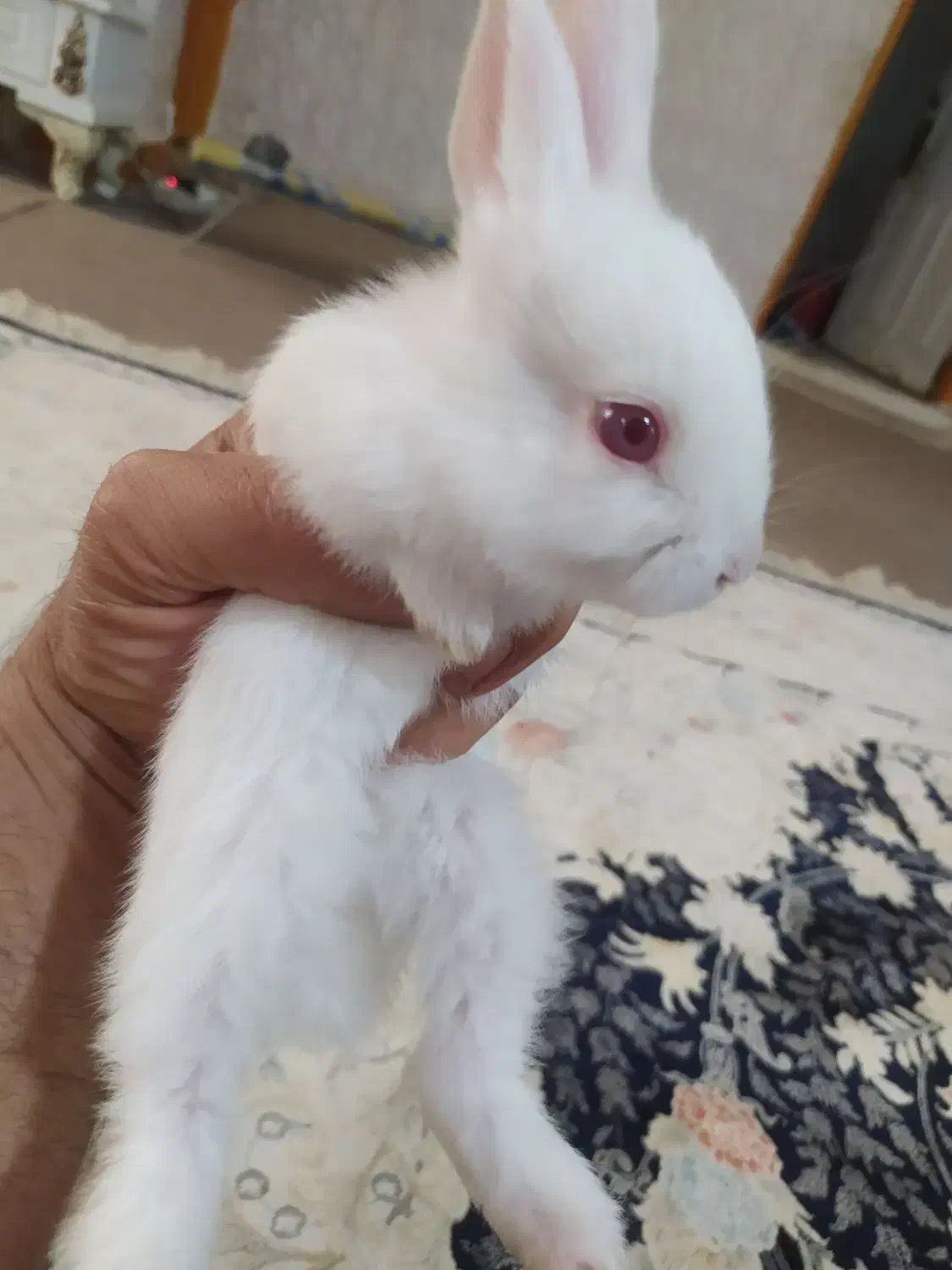 خرگوش|موش و خرگوش|مسجد سلیمان, |دیوار