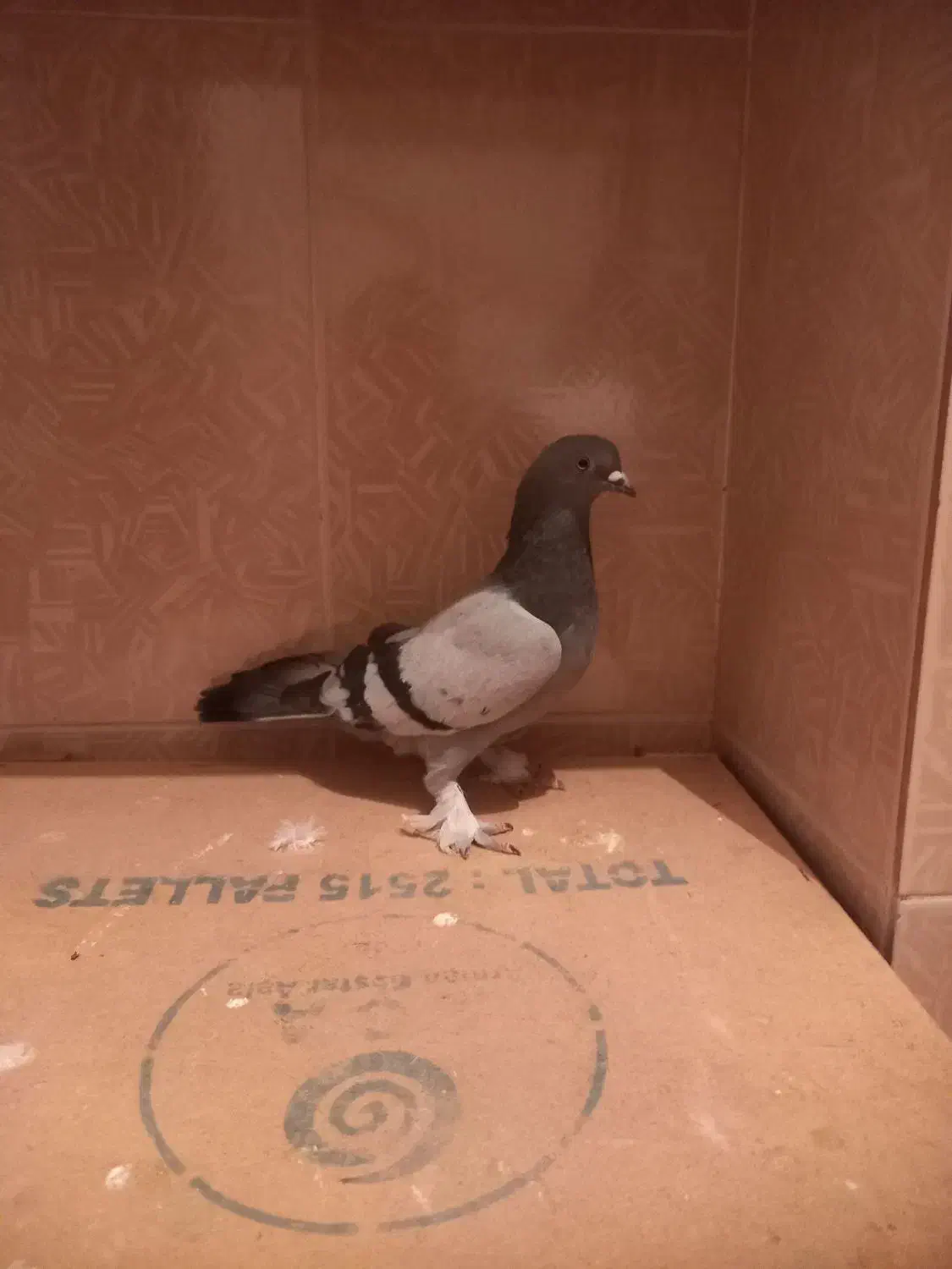 ۲تا کبوتر|پرنده|مرودشت, فرهنگ|دیوار