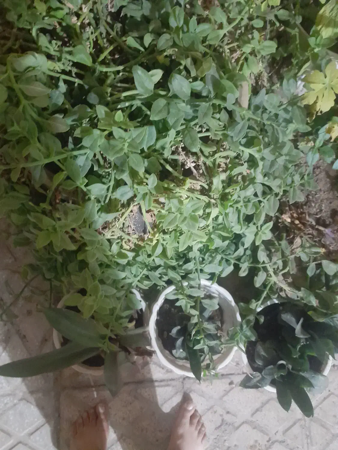 باغبانی|خدمات باغبانی و درختکاری|یزد, |دیوار