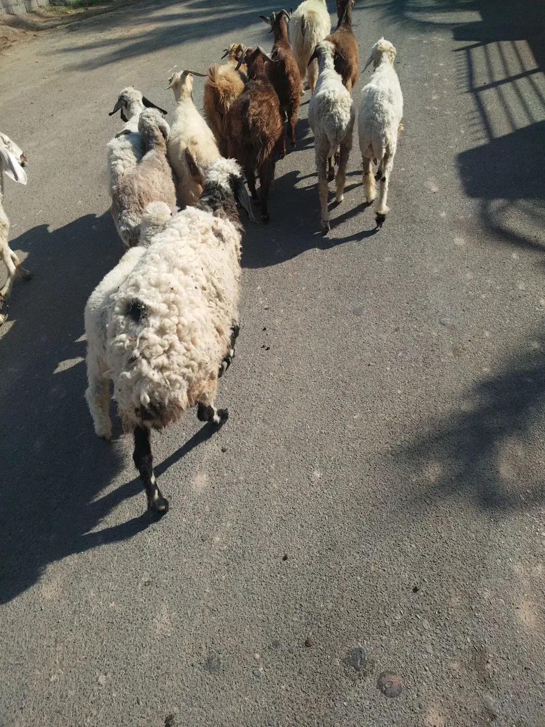 چند عدد گوسفند سرحال چاق مناسب کشتن و نگهداری|حیوانات مزرعه|گنبکی, |دیوار