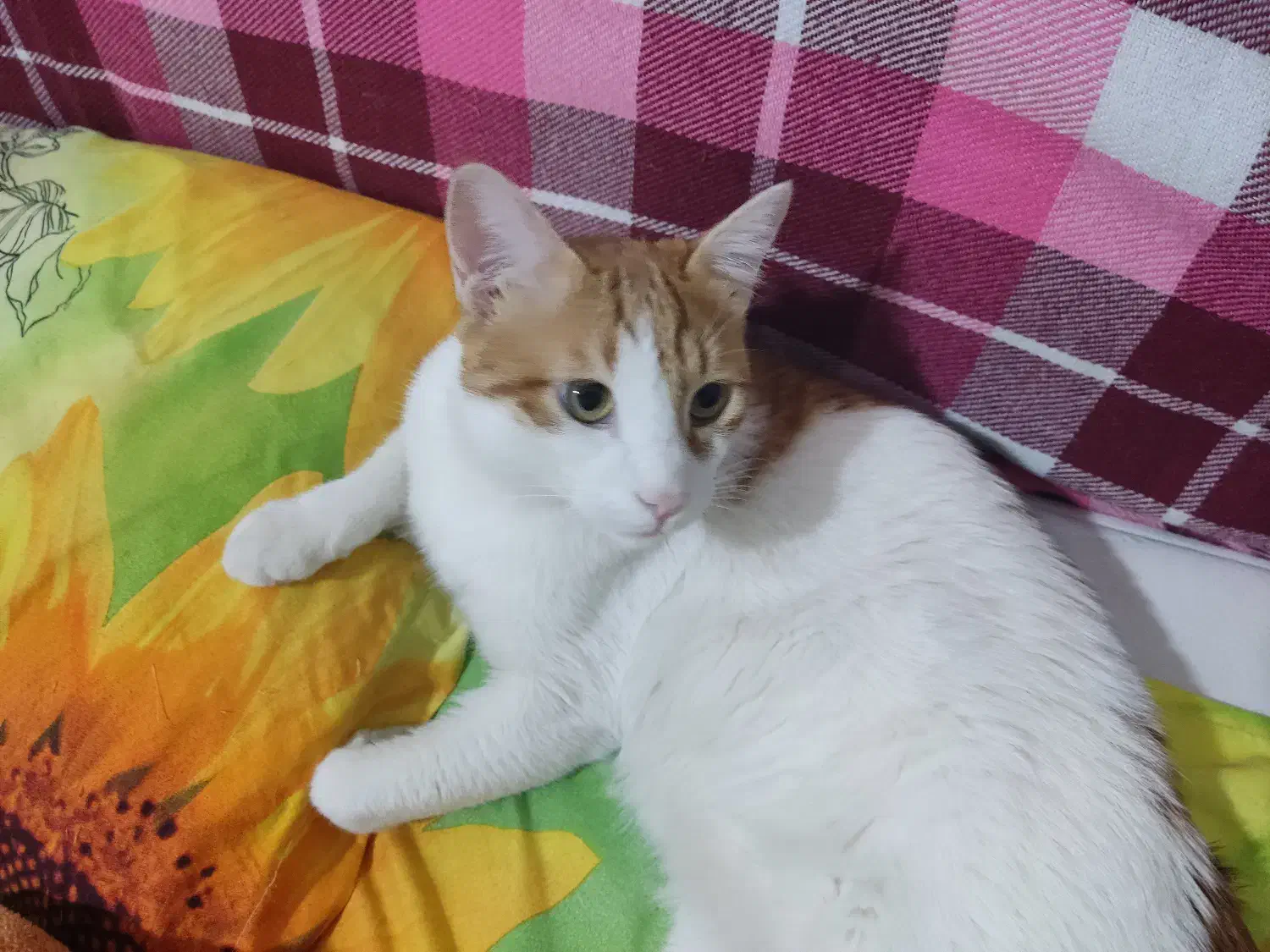 گربه مهربان و آرام|گربه|کرج, عظیمیه|دیوار