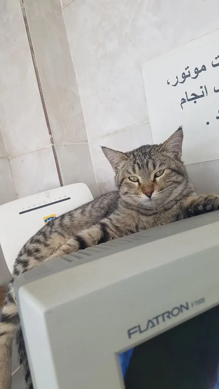 واگذاری رایگان دو بچه گربه نر ۶ ماهه و ماده ۴ ماهه|گربه|شاهین‌شهر, بنیاد ازدواج|دیوار