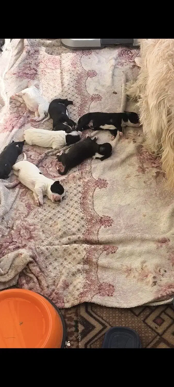 یدونه مشکی سفید مونده|سگ|اراک, |دیوار