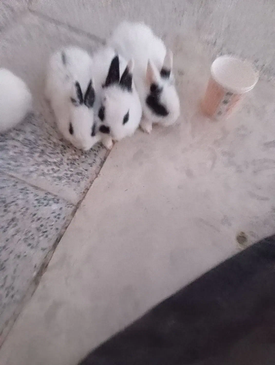 فروش بچه خرگوش وجوجه|موش و خرگوش|اراک, |دیوار