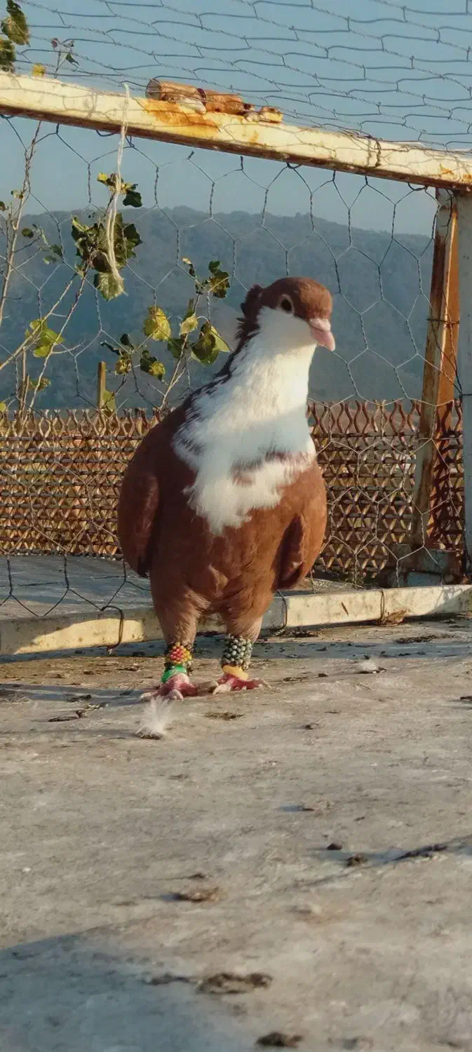 ۵ تا کبوتر رنگی عالی|پرنده|دلند, |دیوار