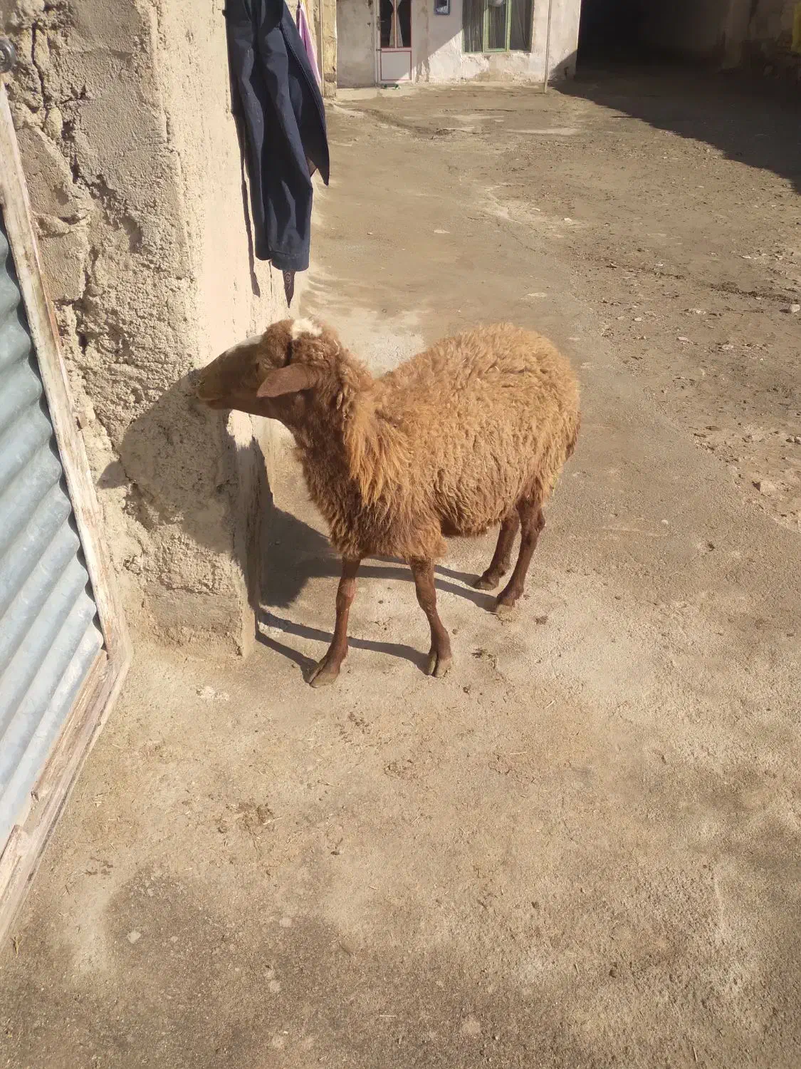 میش جوان آبستن بزغاله هست|حیوانات مزرعه|کنگاور, |دیوار