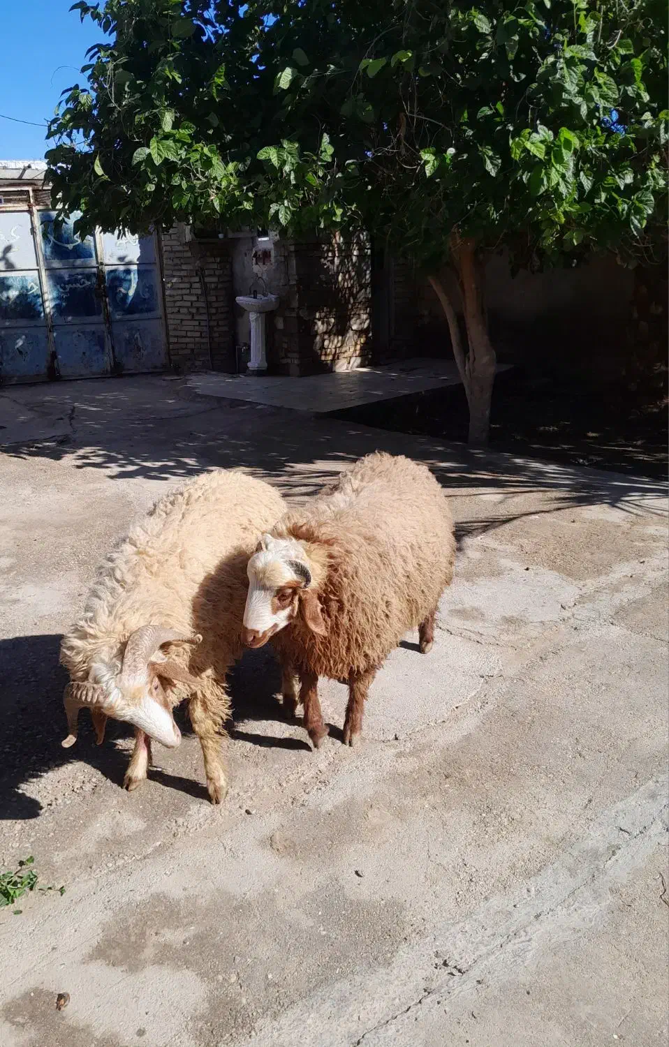 اهواز|حیوانات مزرعه|سوسنگرد, |دیوار