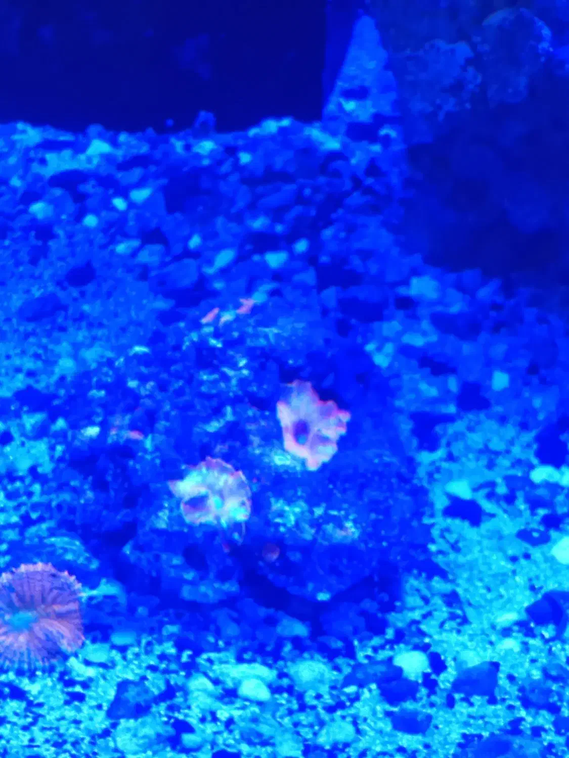 آکواریوم آبشور فروش|ماهی|شهریار, دهشاد بالا|دیوار