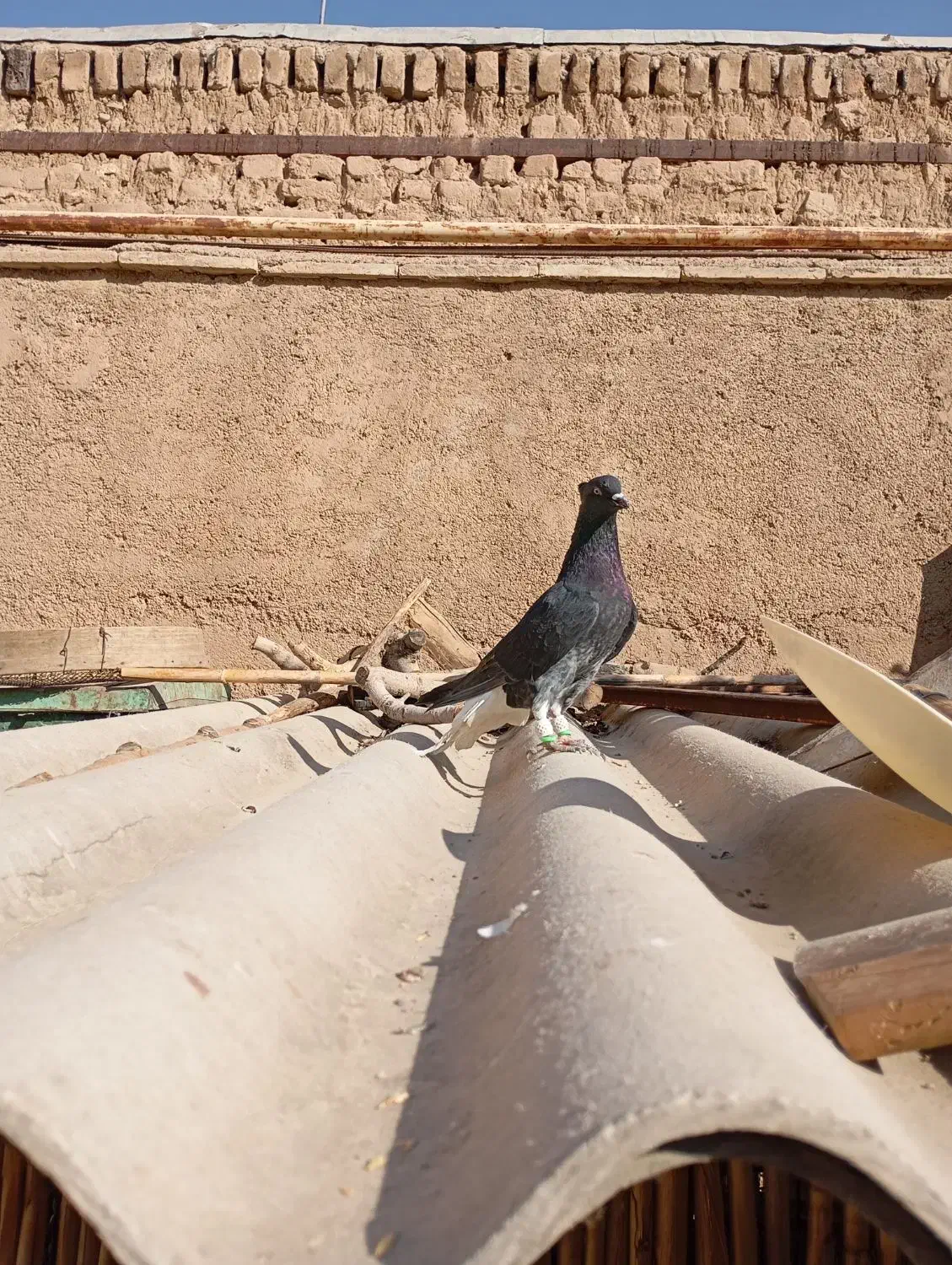 5عدد زیل دم سفید|پرنده|بوئین زهرا, |دیوار