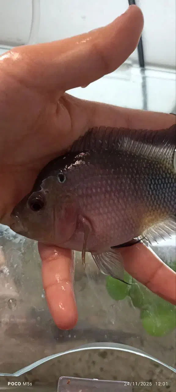 ماهی مولی وفلاور|ماهی|اهواز, شهرک برق|دیوار