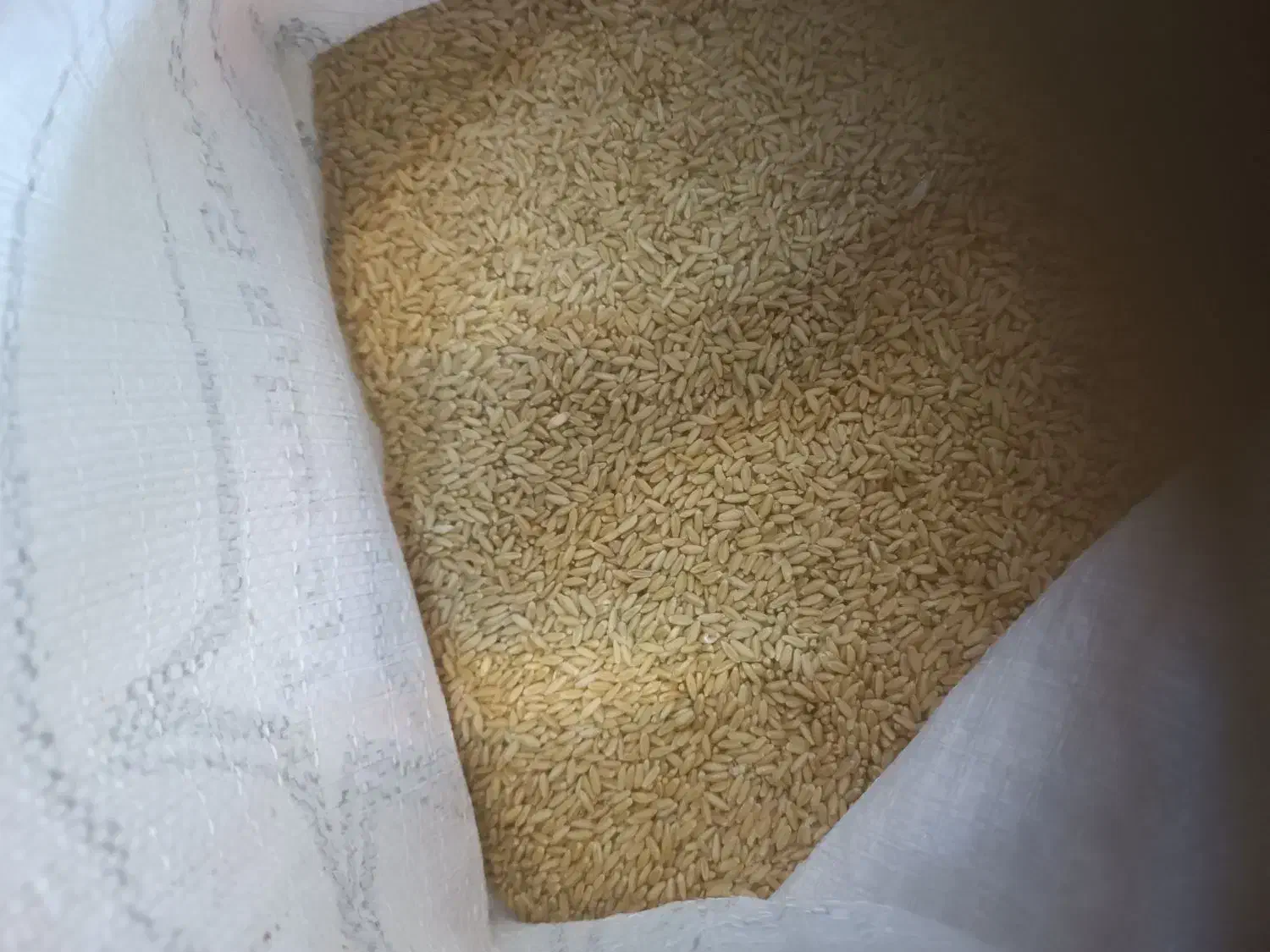 بذر گندم دیم|خدمات باغبانی و درختکاری|اراک, |دیوار