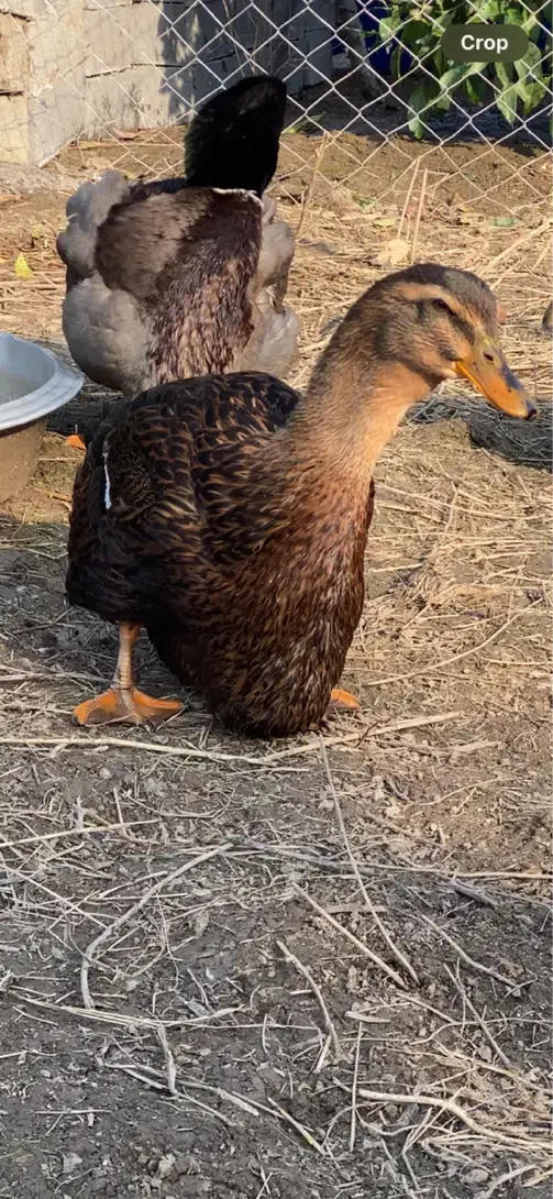 اردک روئن و کایوگا بیگ سایز و مسکویی طوسی دودی|حیوانات مزرعه|قائم‌شهر, |دیوار