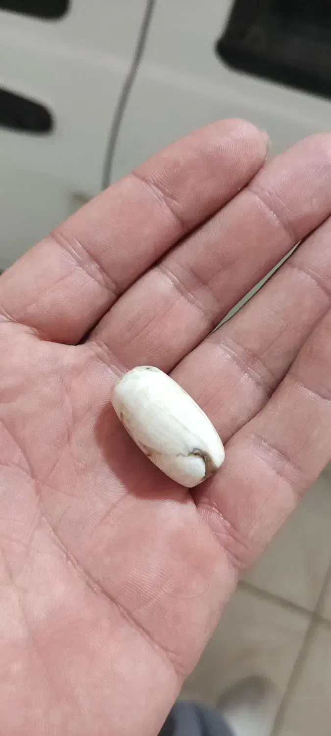 مهره خ،|کلکسیون اشیاء عتیقه|ایلام, |دیوار