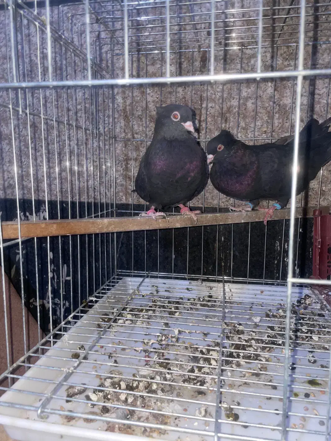 کبوتر ابادانی|پرنده|آبیک, |دیوار