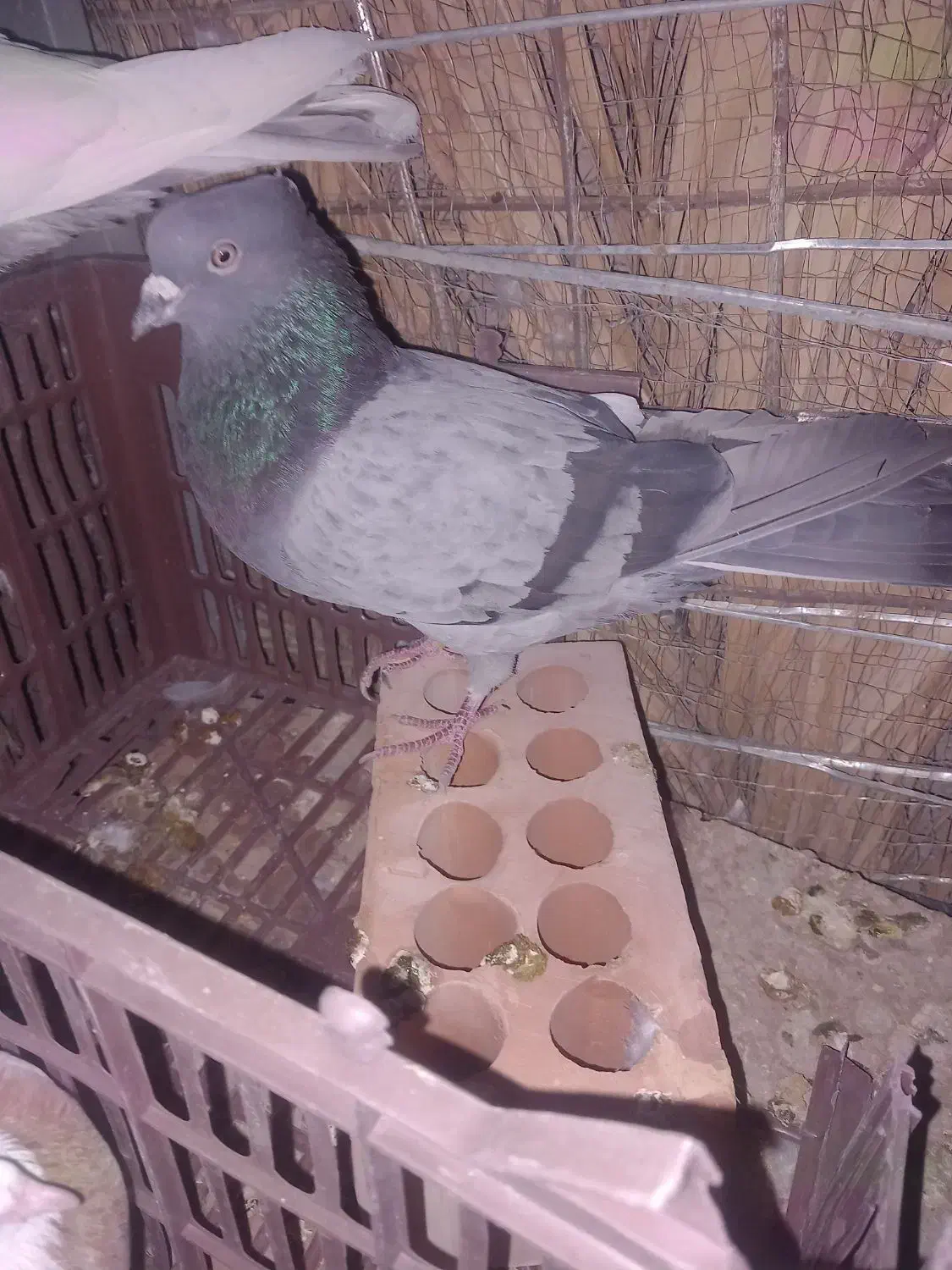 کفتر معاوضه|پرنده|نرماشیر, |دیوار