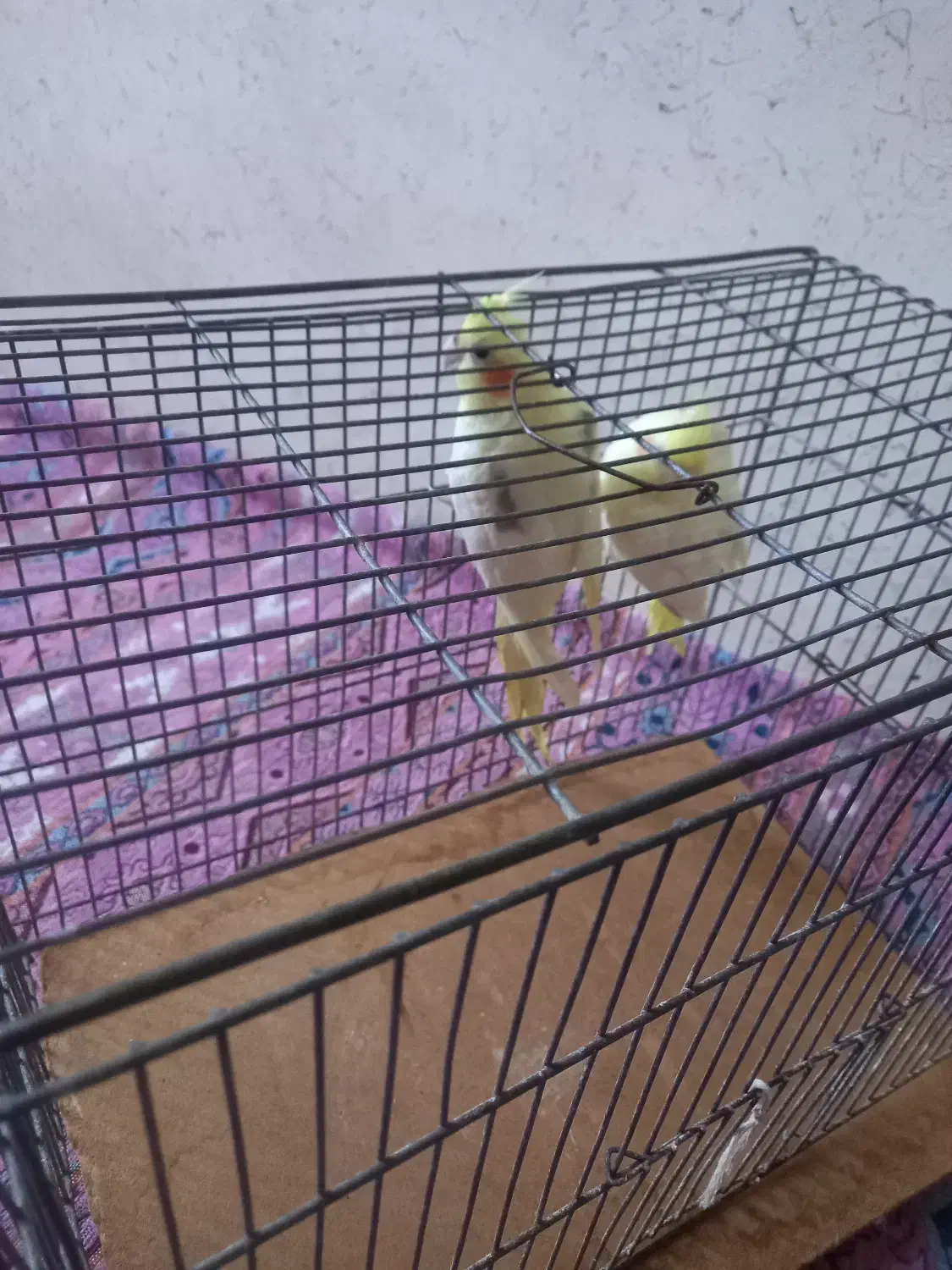 عروس هلندی|پرنده|اردبیل, |دیوار