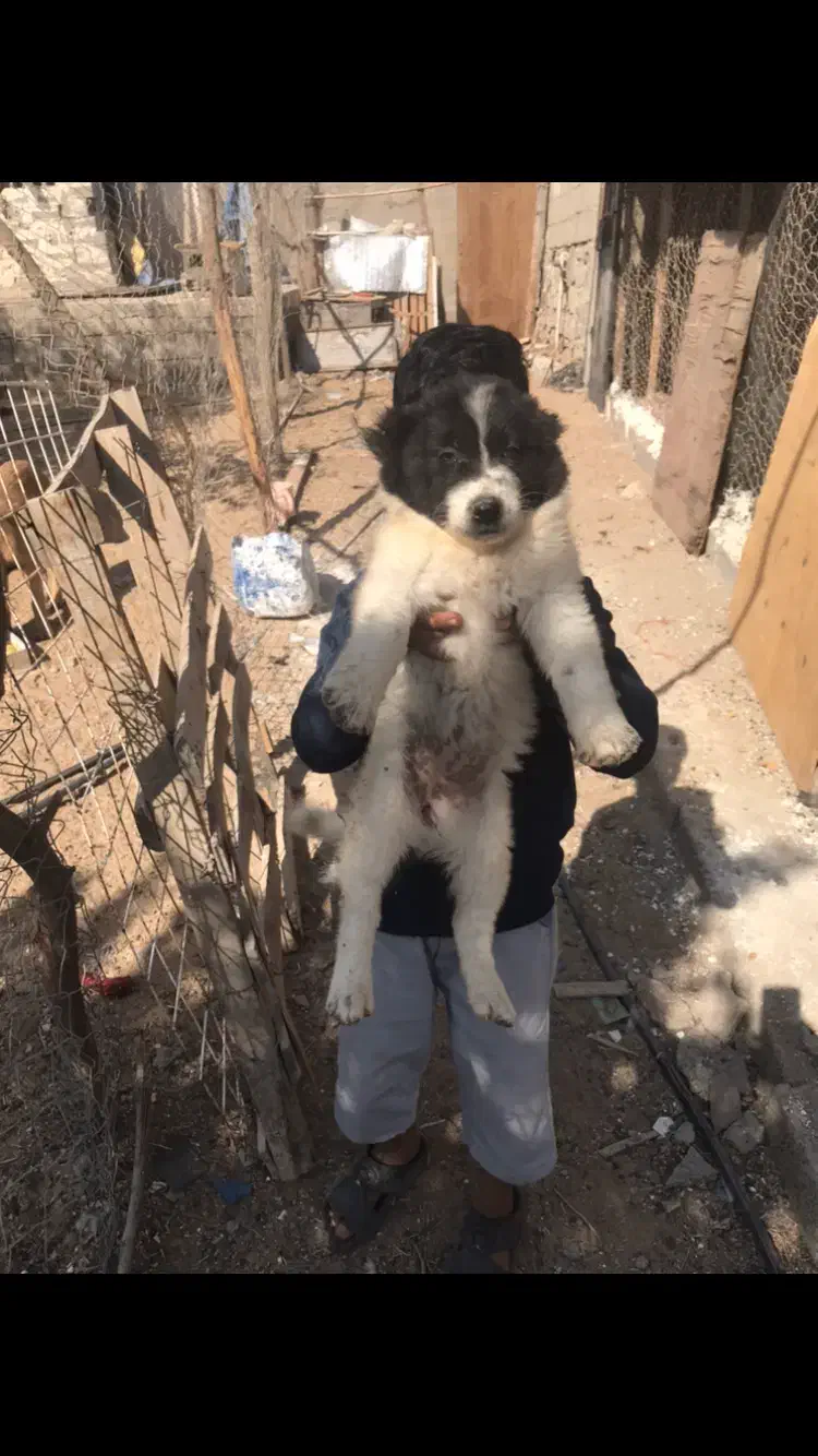 توله قدریجون اصیل|سگ|بندرعباس, |دیوار