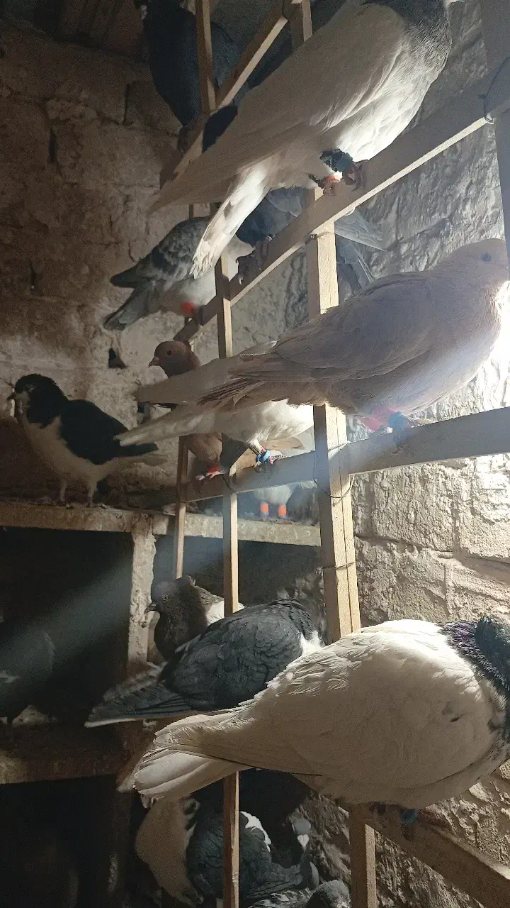 کفتر|پرنده|تربت‌حیدریه, آغوی|دیوار