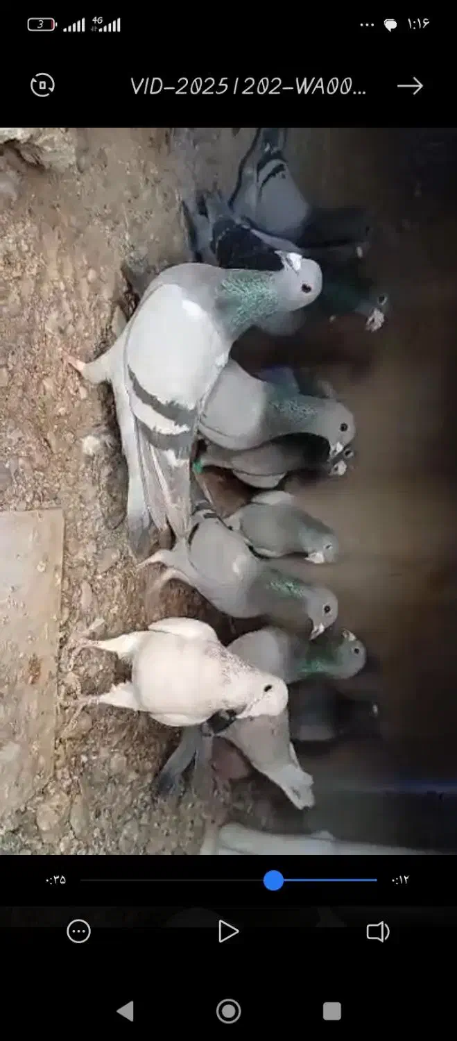 ....|پرنده|هامون, |دیوار