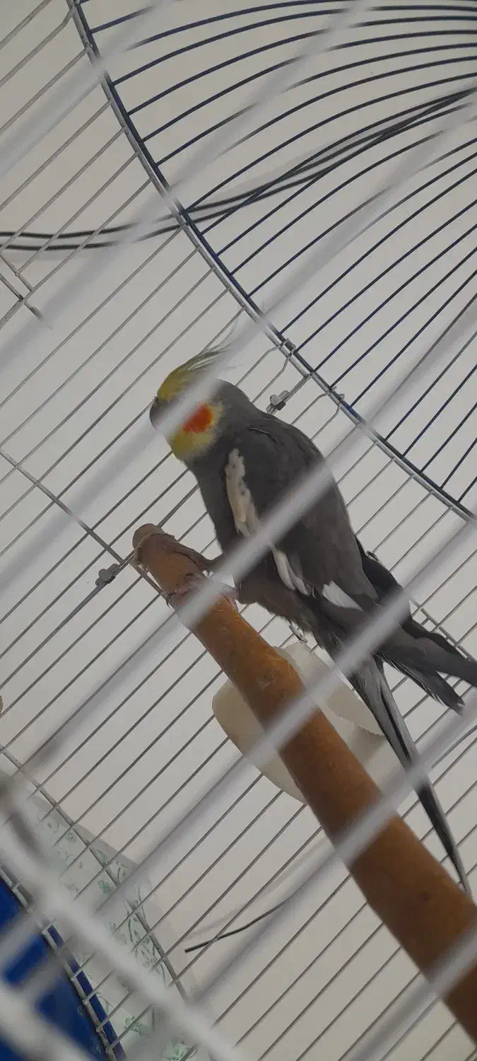 فروش عروس هلندی|پرنده|آستارا, |دیوار