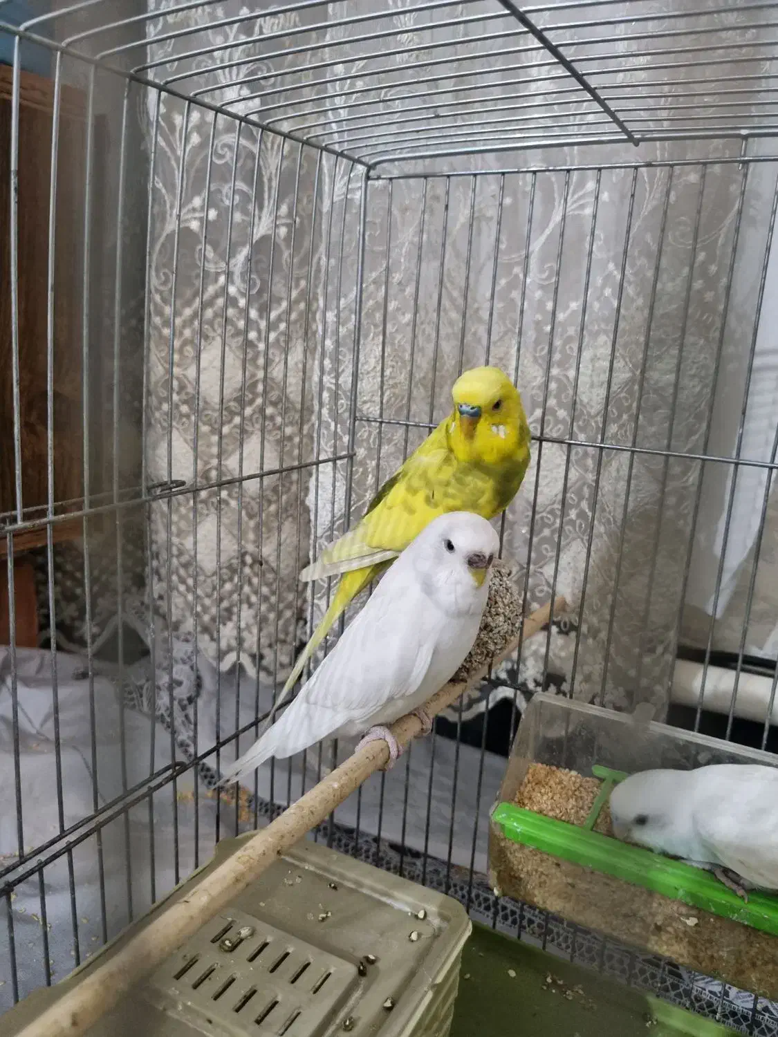 مرغ عشق|پرنده|قدس, شهر‌قدس|دیوار