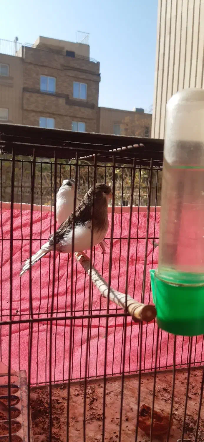 قناری گلاستراورجینال|پرنده|اصفهان, باغ نگاره|دیوار