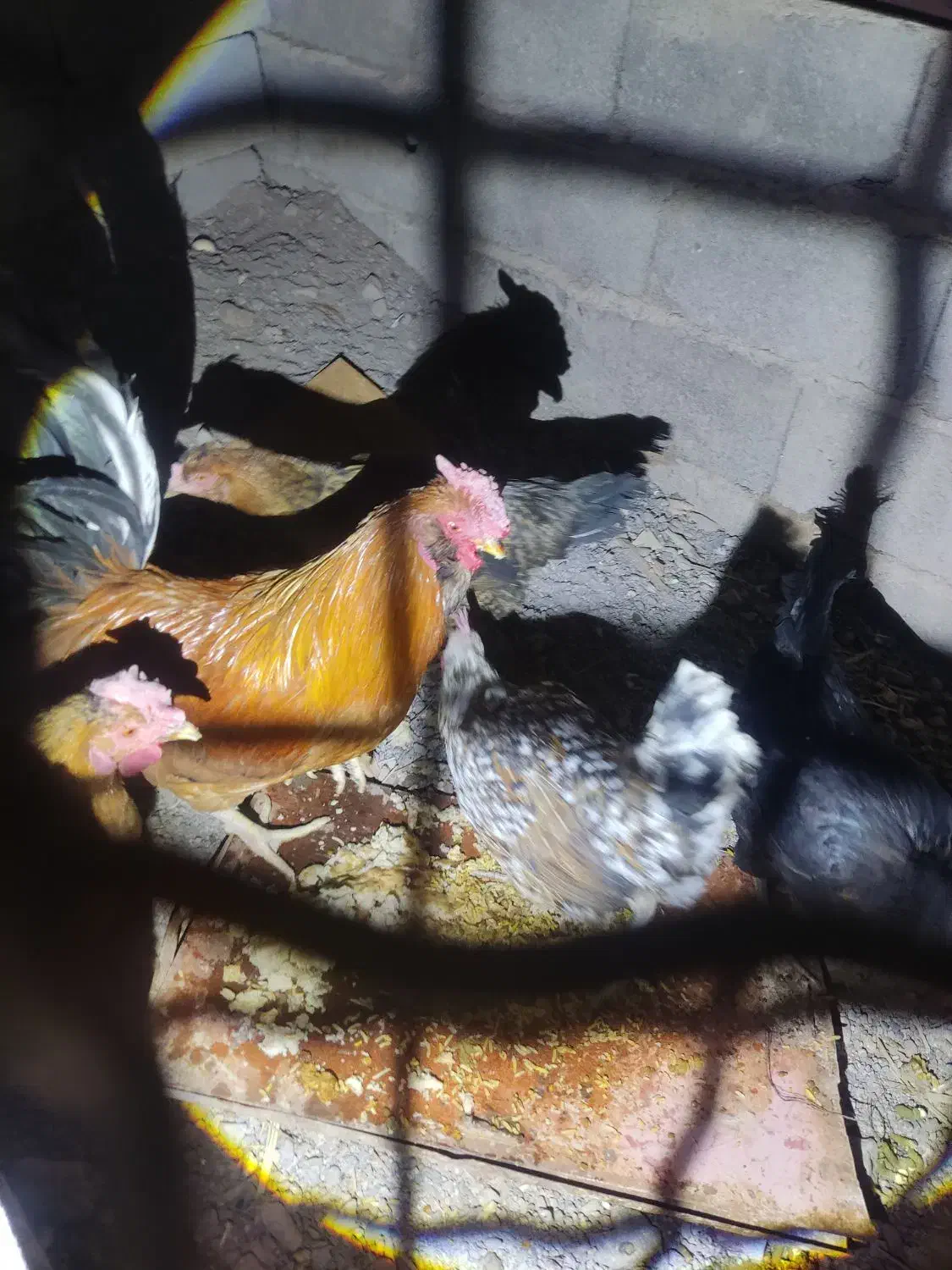 مرغ و خروس|حیوانات مزرعه|بم, |دیوار