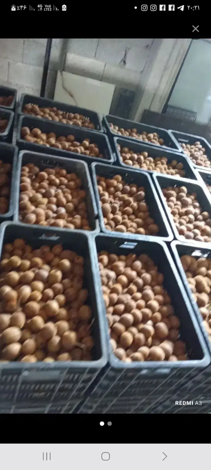 کیوی درشت و ریز و دوقلوی شمارانقدی خریداریم|خدمات باغبانی و درختکاری|چوبر, |دیوار