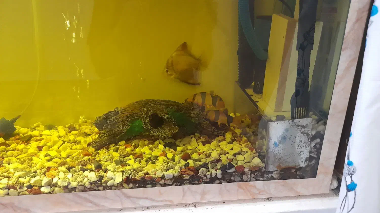 ماهی با آکواریوم فروشی|ماهی|رفسنجان, |دیوار