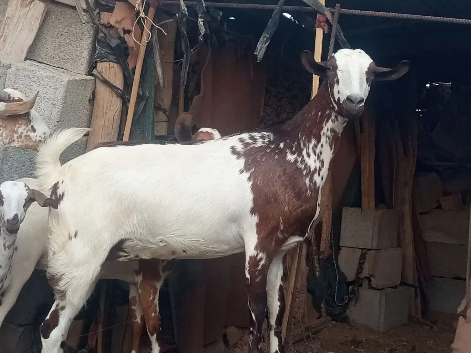 بز نزار وکرنر|حیوانات مزرعه|فین, |دیوار