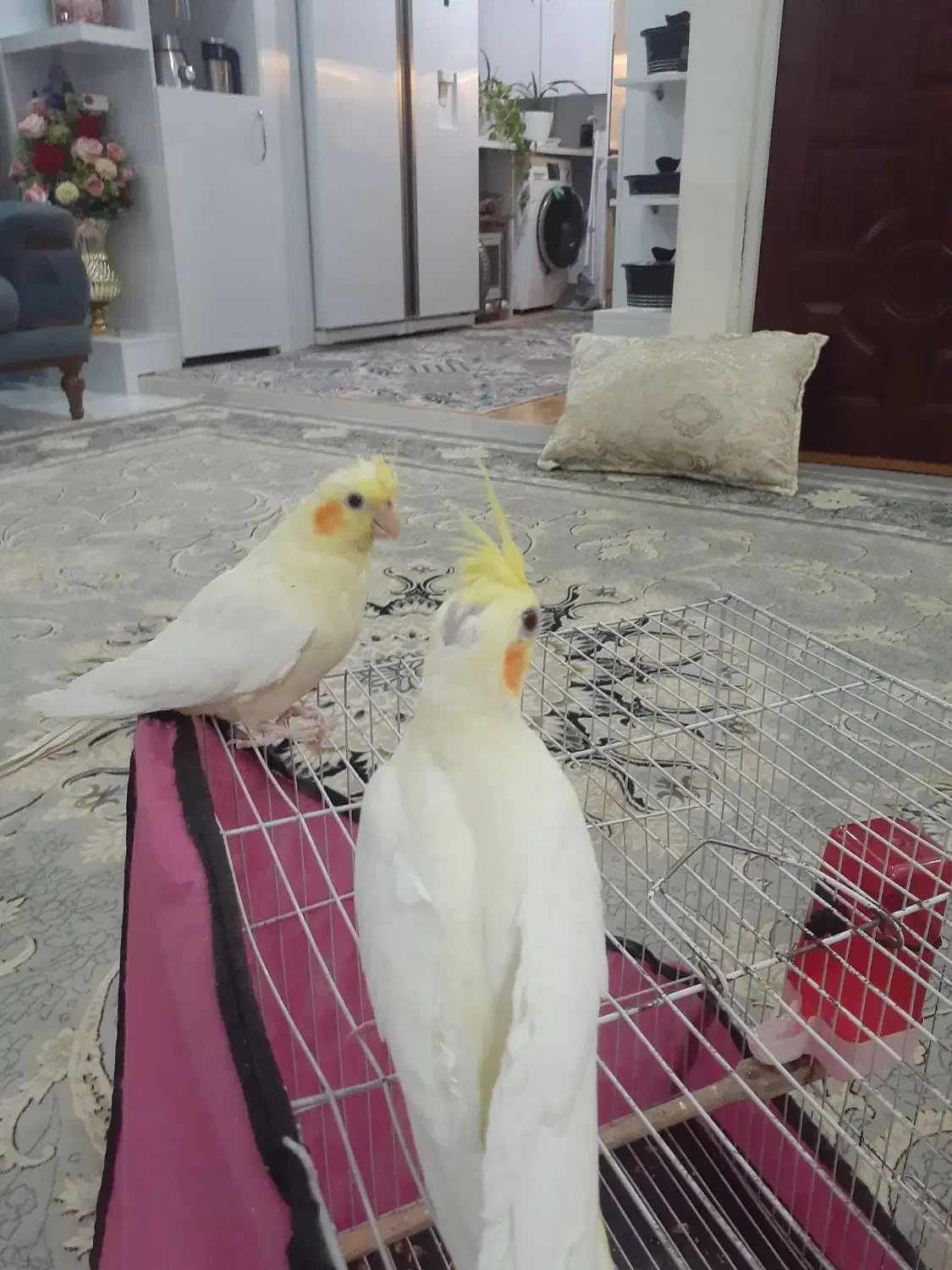 عروس هلندی|پرنده|مشهد, نوید|دیوار