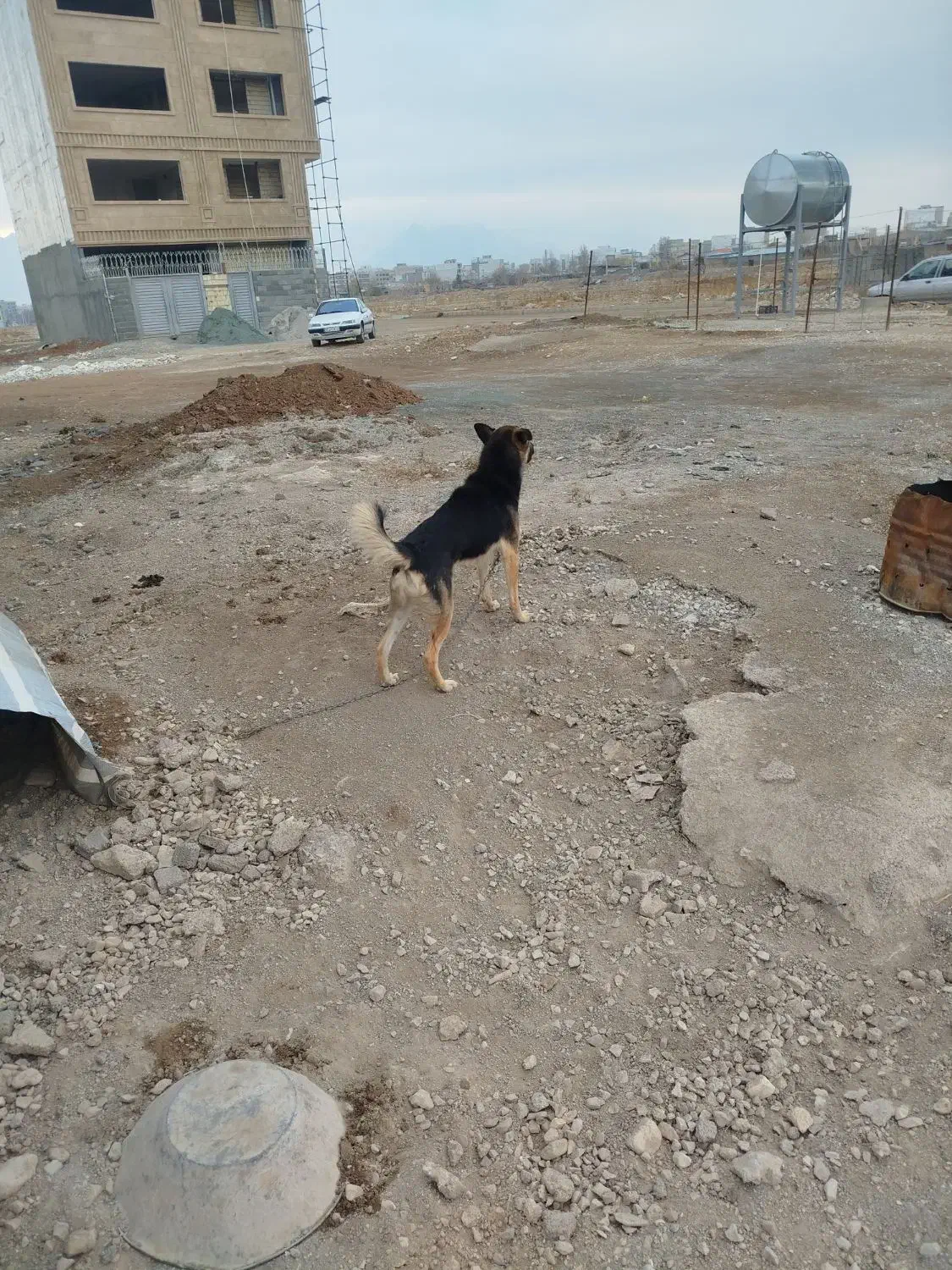 سگ ژرمن و روت وایلر|سگ|کرمانشاه, |دیوار