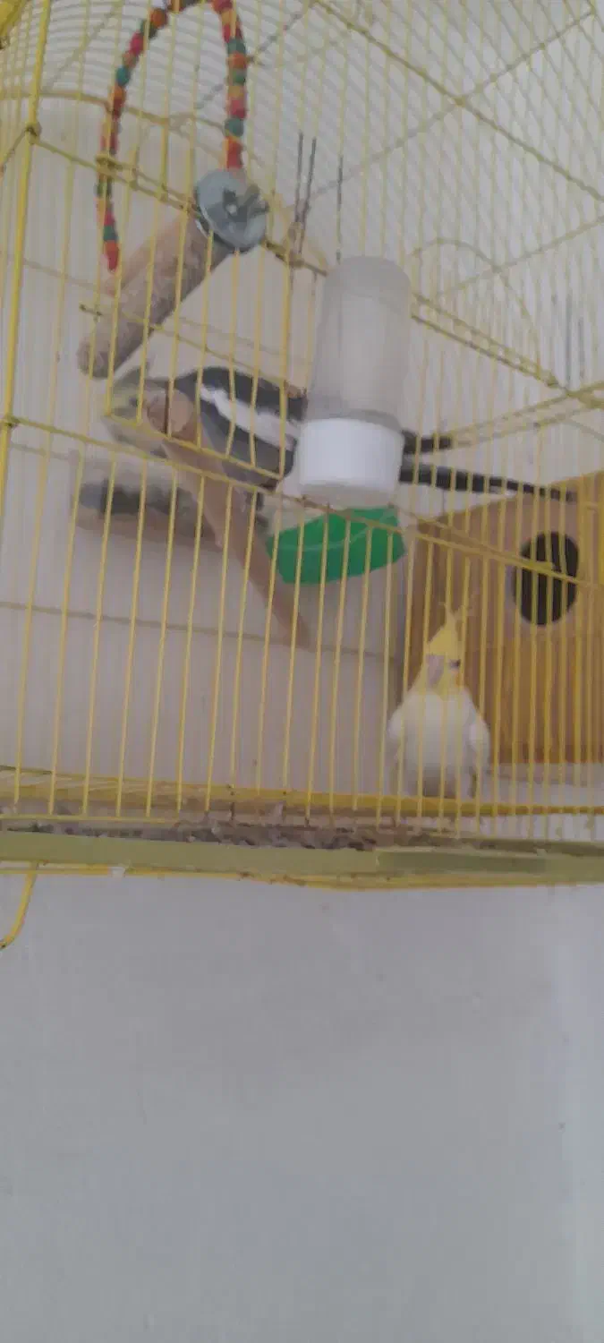 عروس هلندی|پرنده|مینودشت, |دیوار