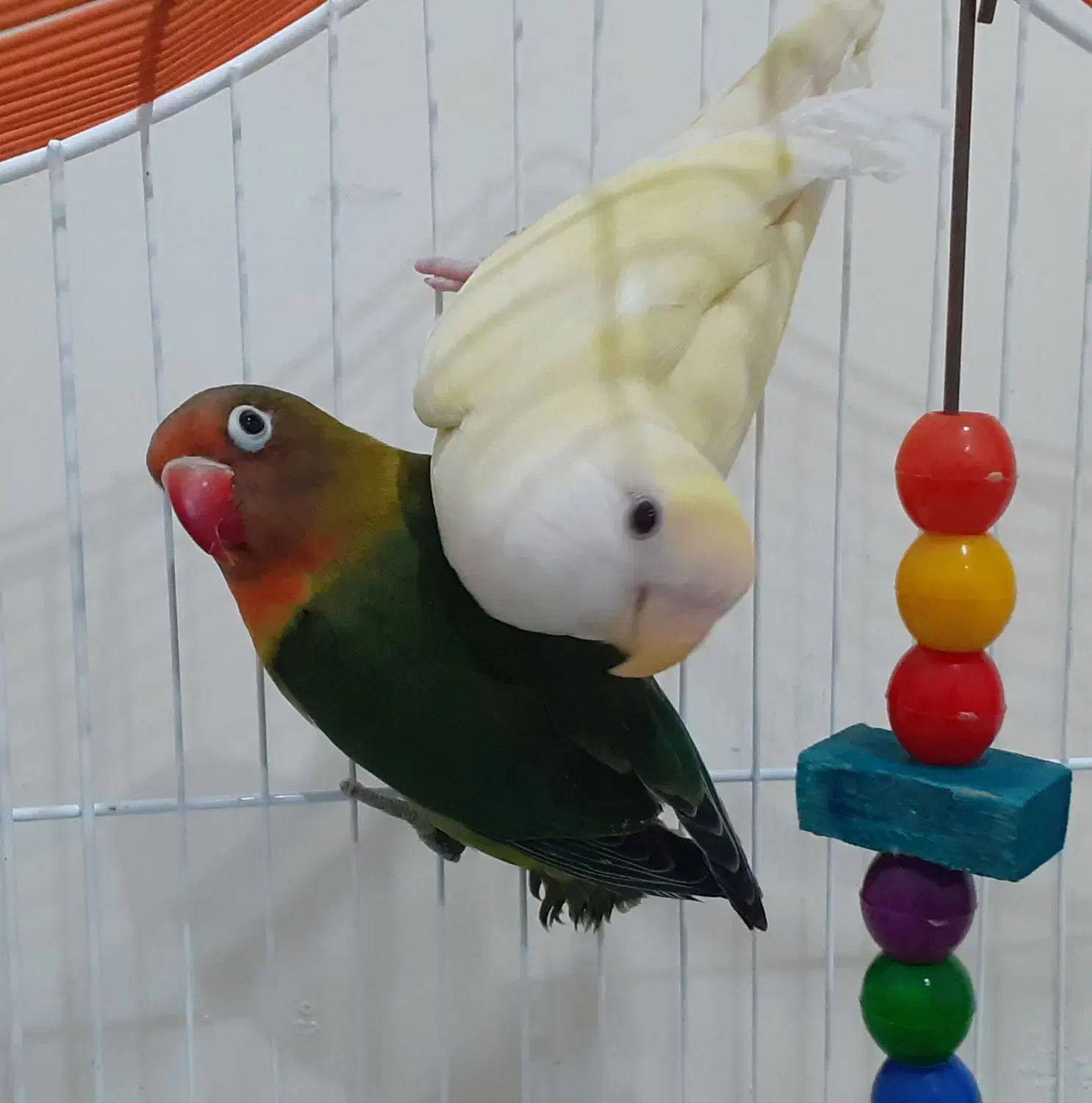 طوطی بریزیلی|پرنده|اردبیل, |دیوار