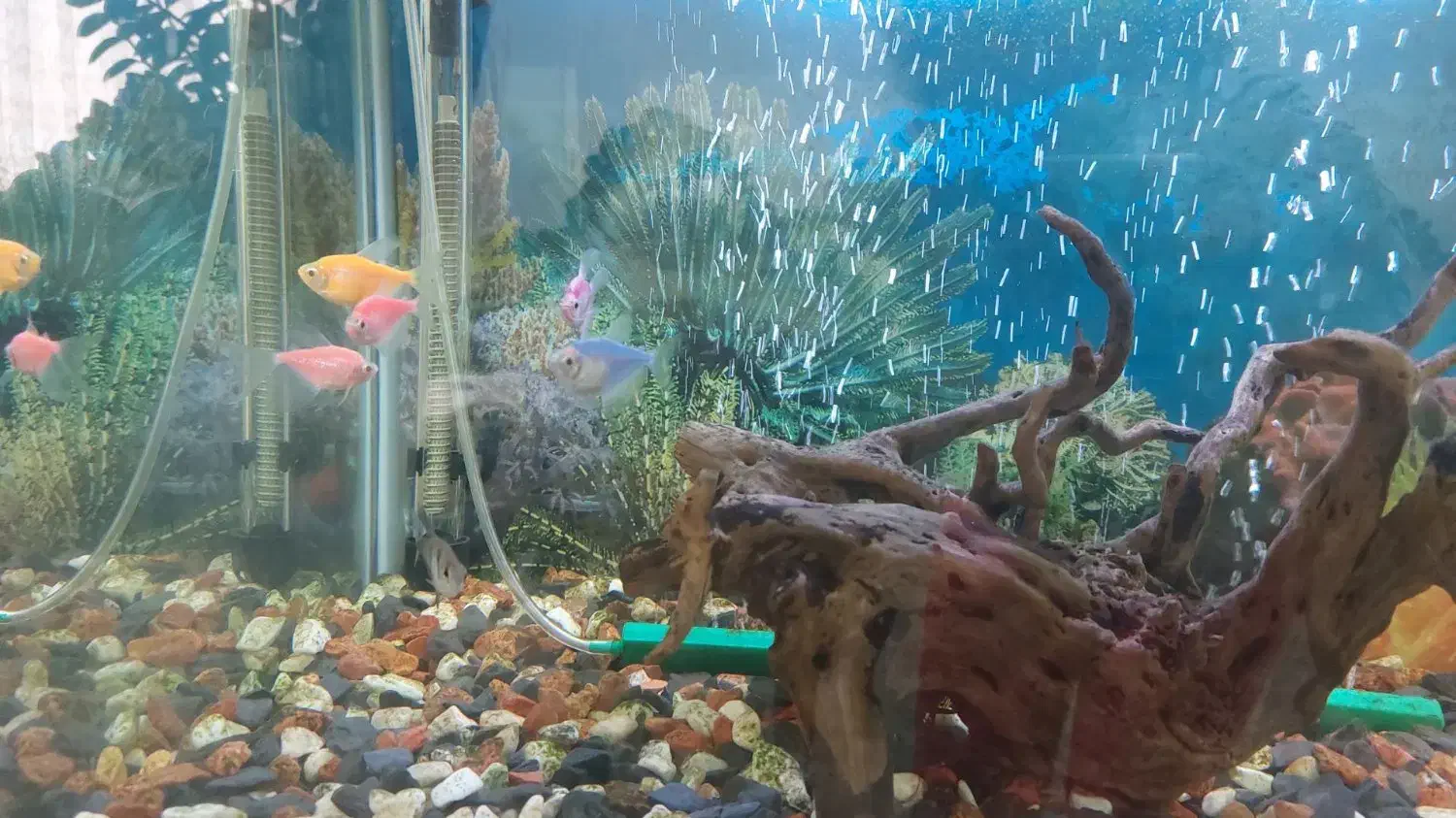 آکواریوم شیشه خم|ماهی|هشتگرد, شهرک آپادانا|دیوار