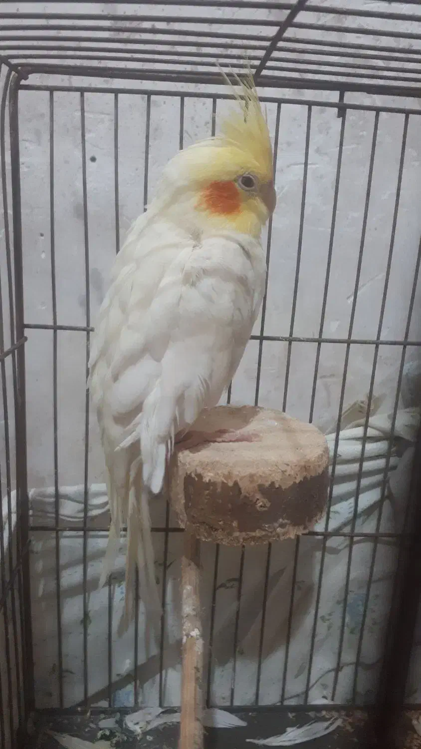 عروس هلندی|پرنده|چاف و چمخاله, |دیوار