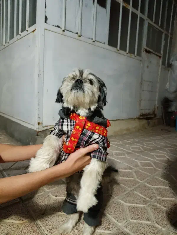 واگذاری رایگان شیتزو حرف گوش کن|سگ|پارسآباد, |دیوار