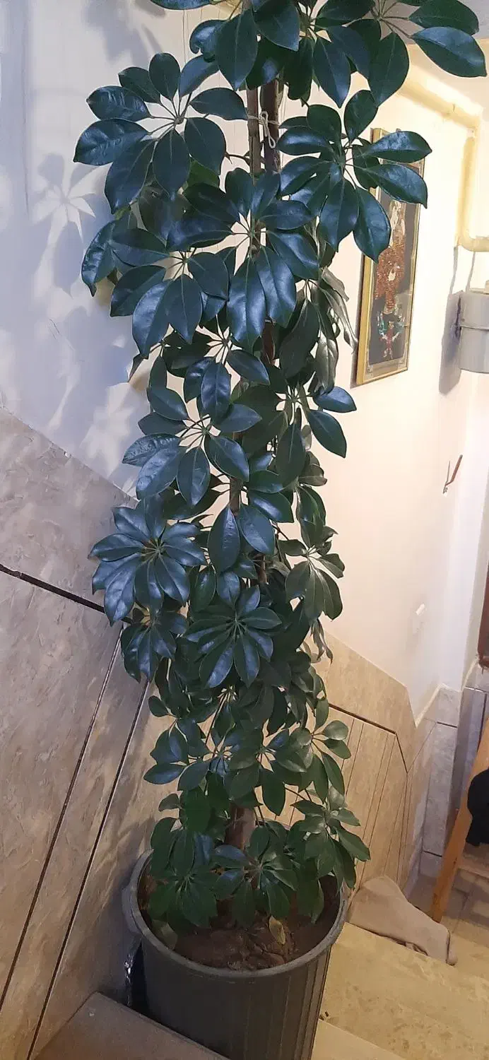 درختچه شفلرا|گل و گیاه طبیعی|فارسان, |دیوار