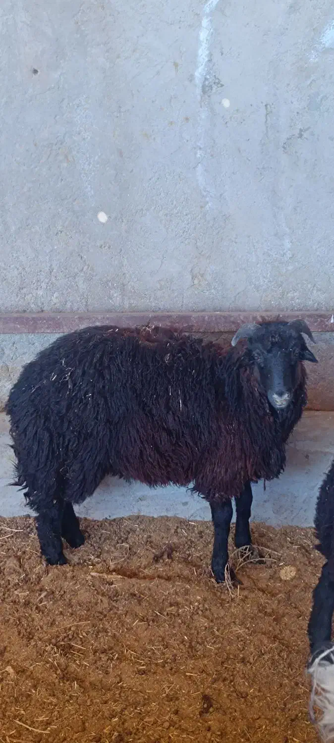 بره نر|حیوانات مزرعه|رفسنجان, |دیوار