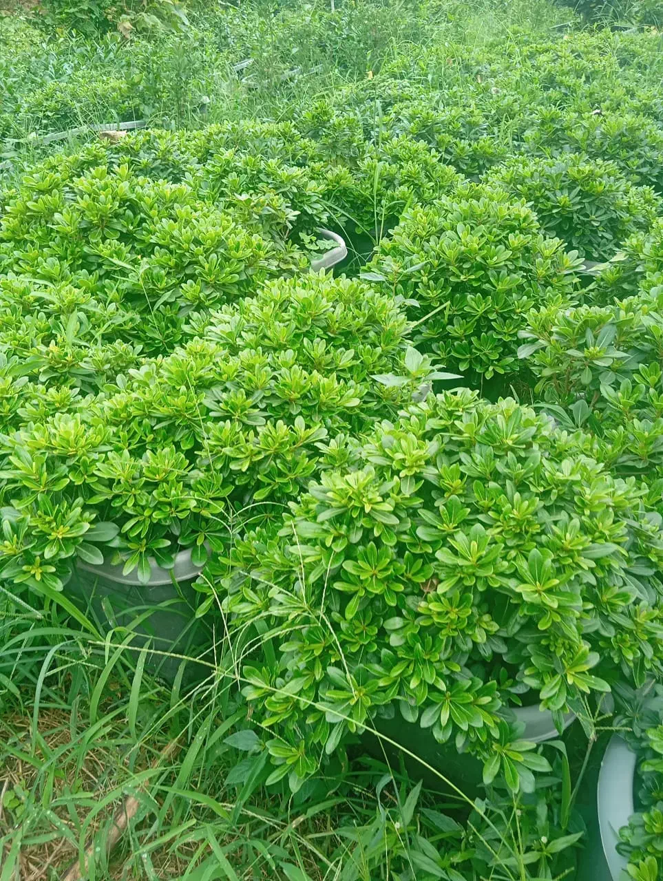 انواع گل بیرونی|گل و گیاه طبیعی|کلاچای, |دیوار