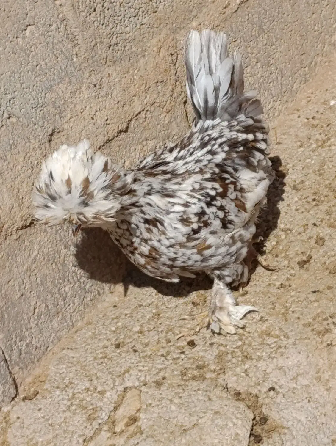 مرغ سلطان|حیوانات مزرعه|زاگرس, |دیوار