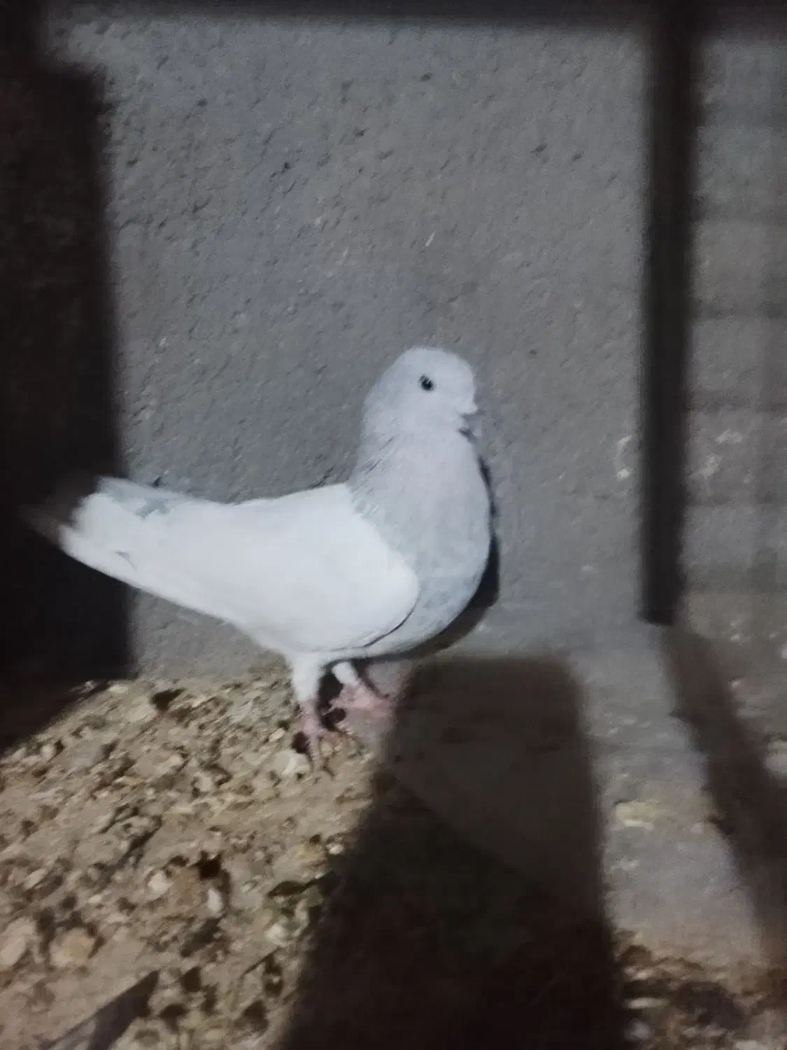 سلام خدمت دوستان عشق بازدوعددنرکله ای|پرنده|زابل, |دیوار