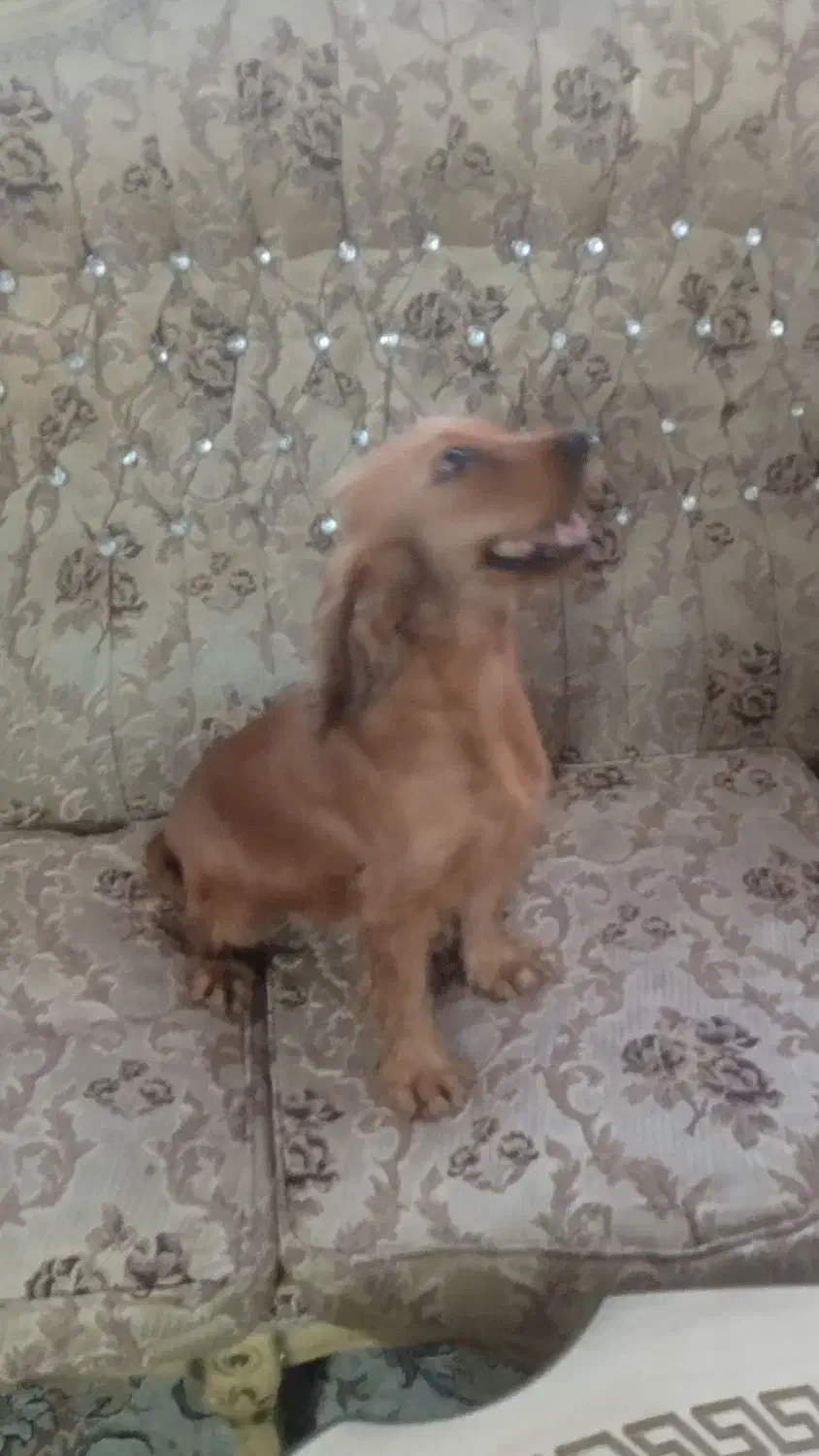 کوکر ماده مناسب حیاط و ویلا|سگ|تهران, هوانیروز|دیوار