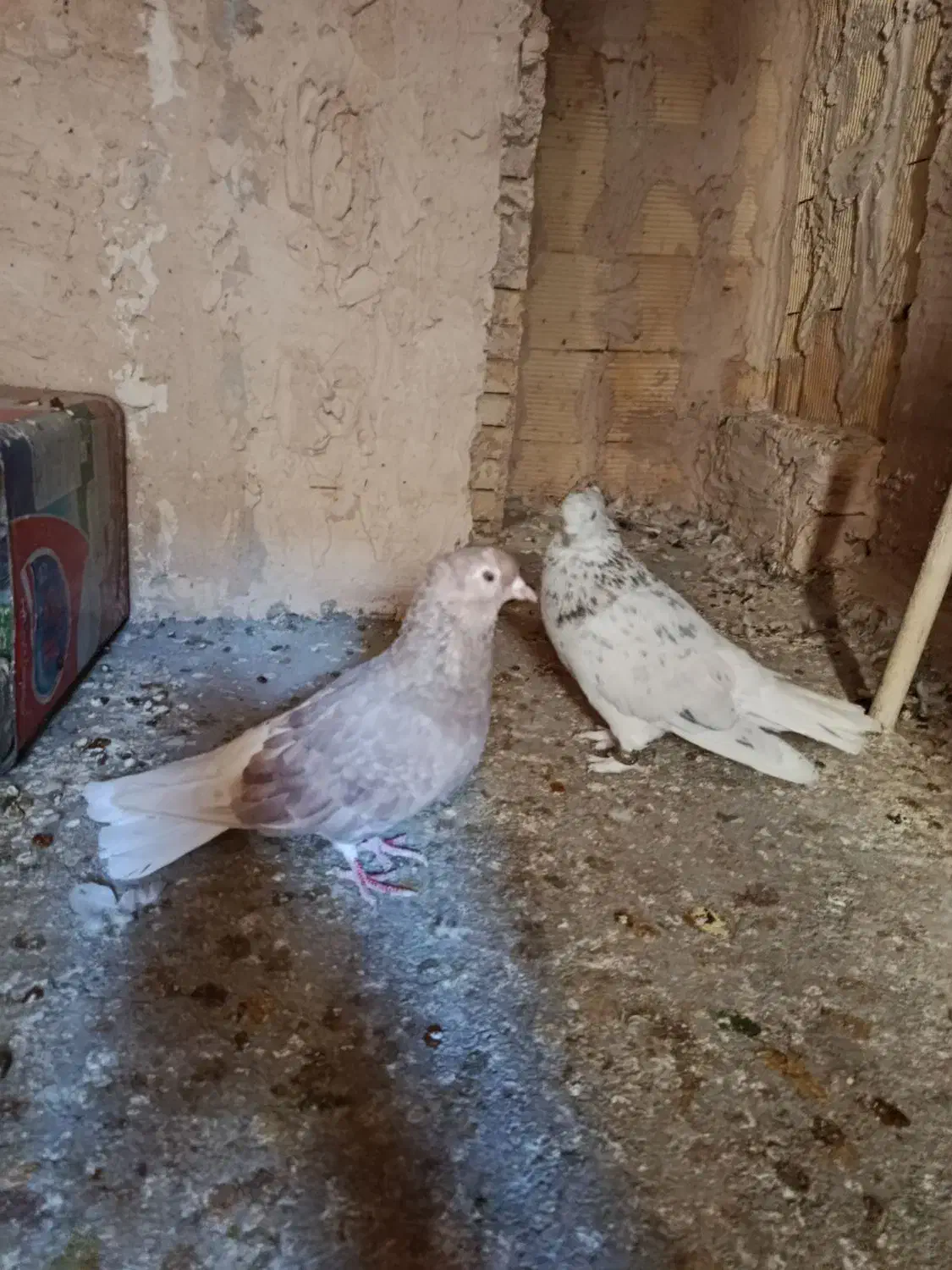 دم سفید|پرنده|شهرضا, |دیوار