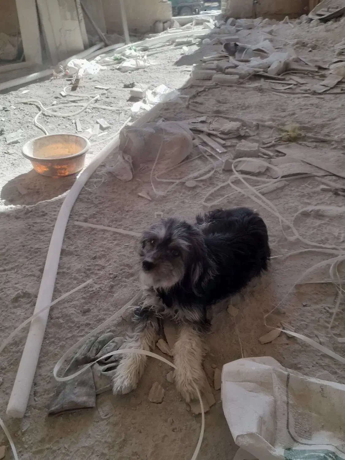 سگ پاکوتاه|سگ|شهرکرد, |دیوار