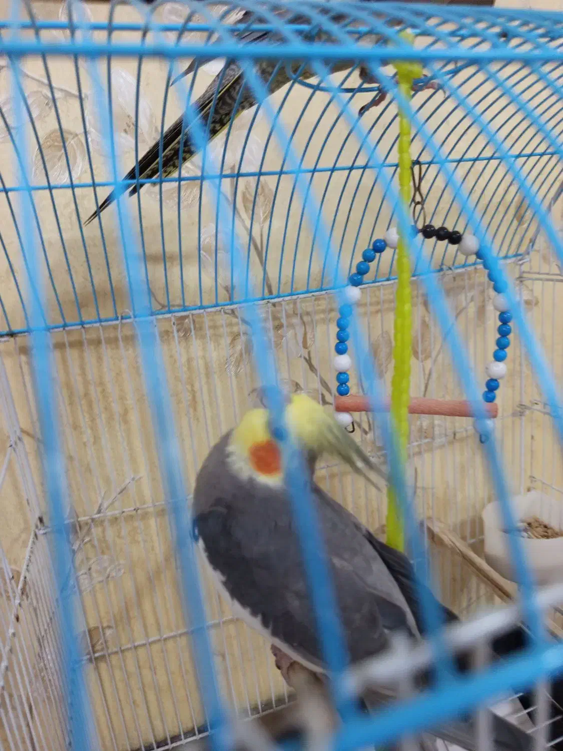 یه جفت عروس هلندی|پرنده|اطاقور, |دیوار