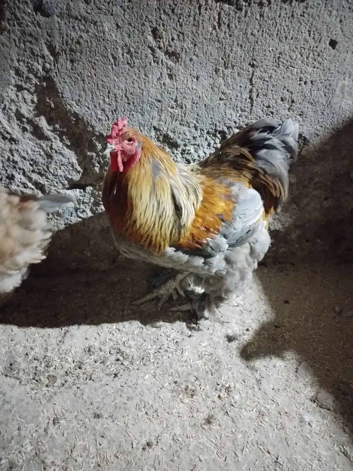 تخم مرغ برهما|حیوانات مزرعه|گرگان, |دیوار