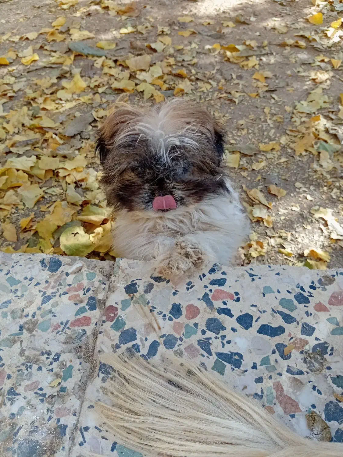 واگذاری پاپی نر|سگ|داران, |دیوار