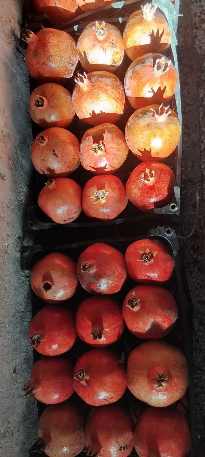انار پردانه پر آب|خوردنی و آشامیدنی|تربت‌حیدریه, حسنی بالا|دیوار