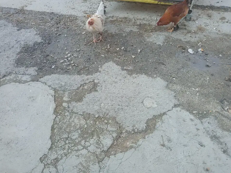 خروس تک وعمده|حیوانات مزرعه|سرپل ذهاب, |دیوار